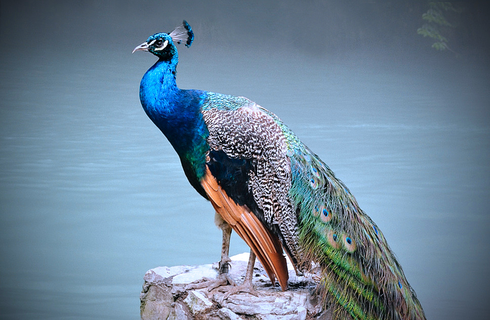 páv totem