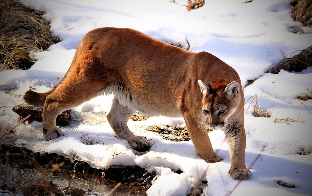 puma totemové zvíře