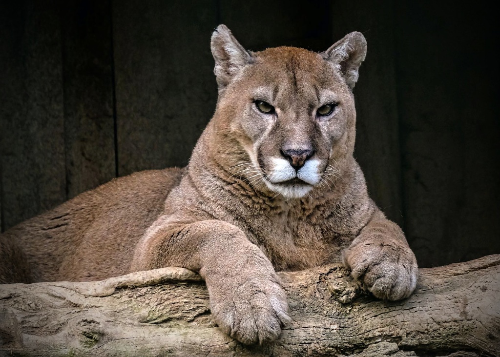 puma totemové zvíře