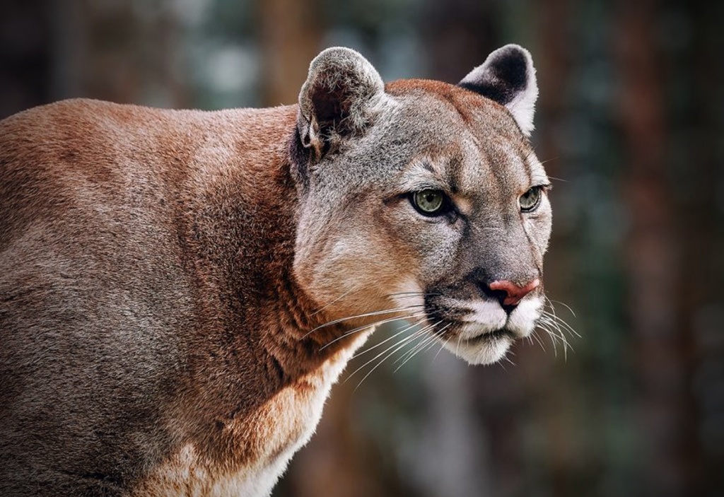 puma totemové zvíře