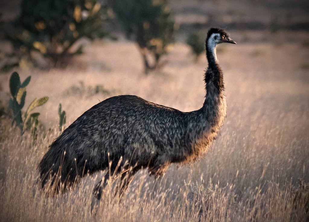 emu totem zvíře