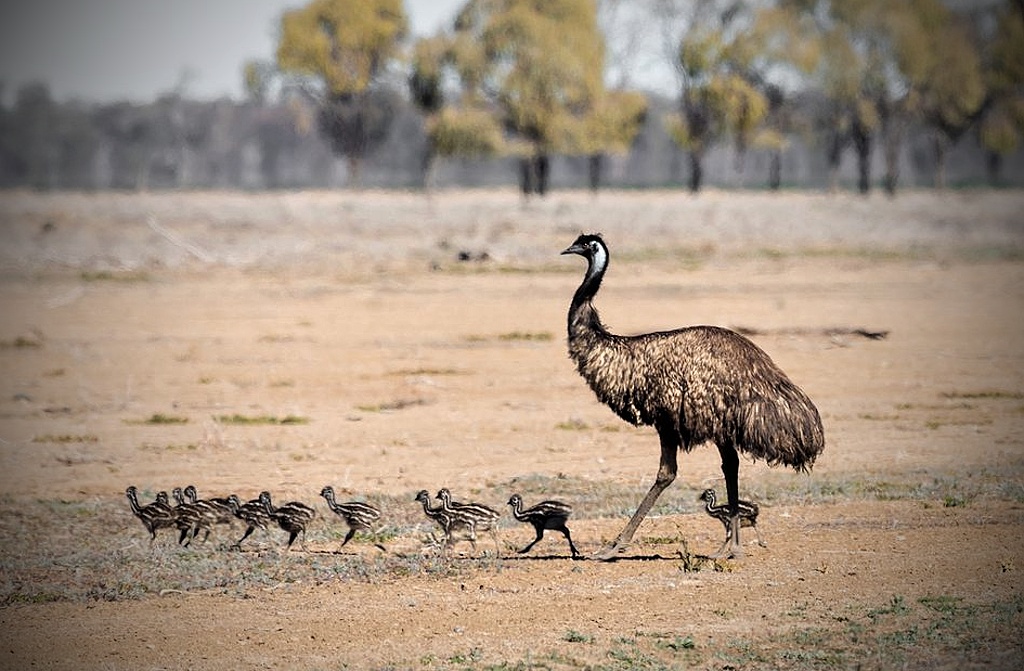 emu totem zvíře